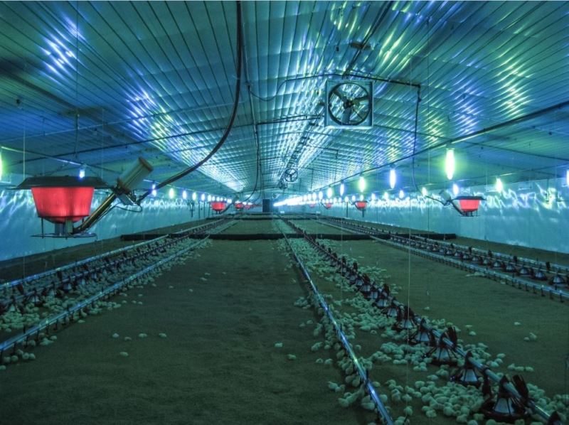 Heating & Lighting Systems in Production Poultry Houses